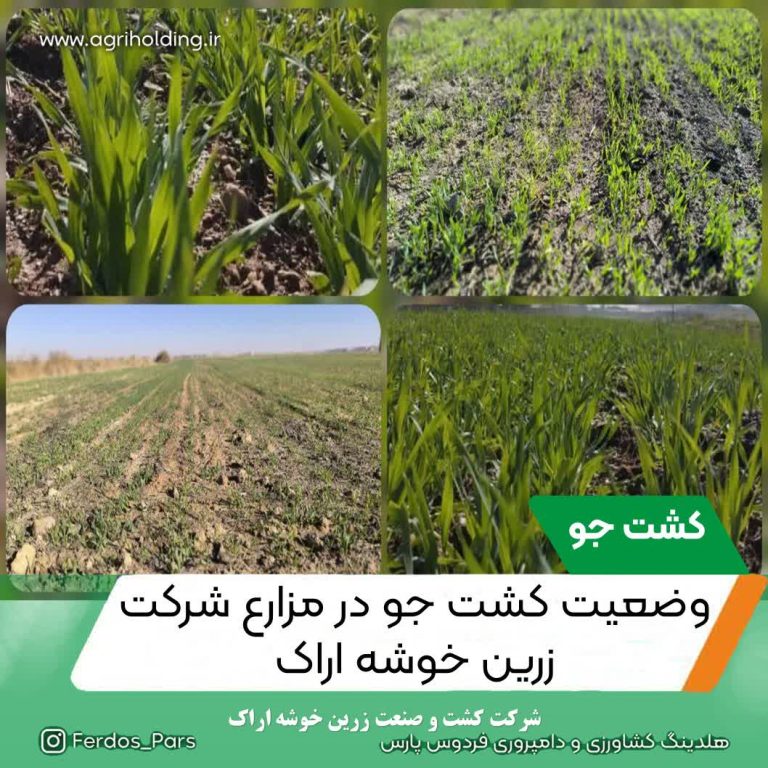 به گزارش روابط عمومی شرکت زرین خوشه اراک؛ در راستای اجرای برنامه کشت سالانه واحد کشاورزی شرکت، به میزان 145 هکتار محصول جو در اراضی واحد اراک کشت گردیده است تا انشاله محصول مطلوبی جهت خوراک دام واحد دامپروری تأمین نماید.